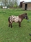 Adverteergratis.nl - 1/2