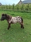 Adverteergratis.nl - 2/2