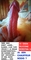 Adverteergratis.nl - 4/8